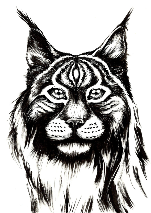 Portrait Lynx  Lynx10