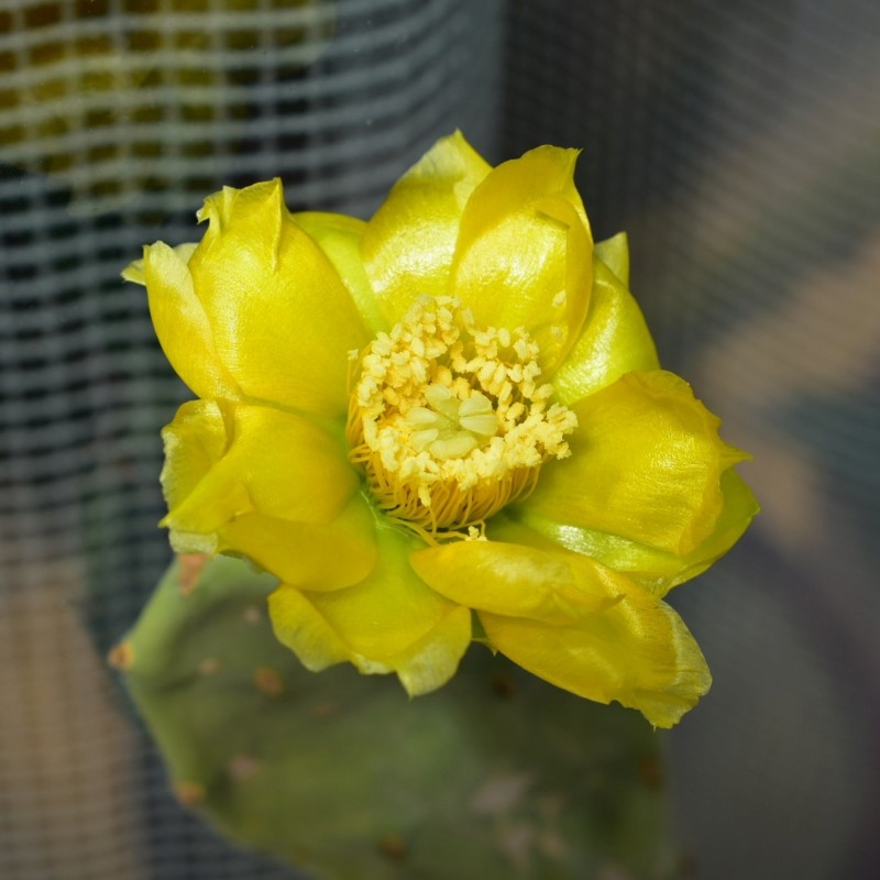 opuntia - Fleur opuntia ficus indica. 20180711