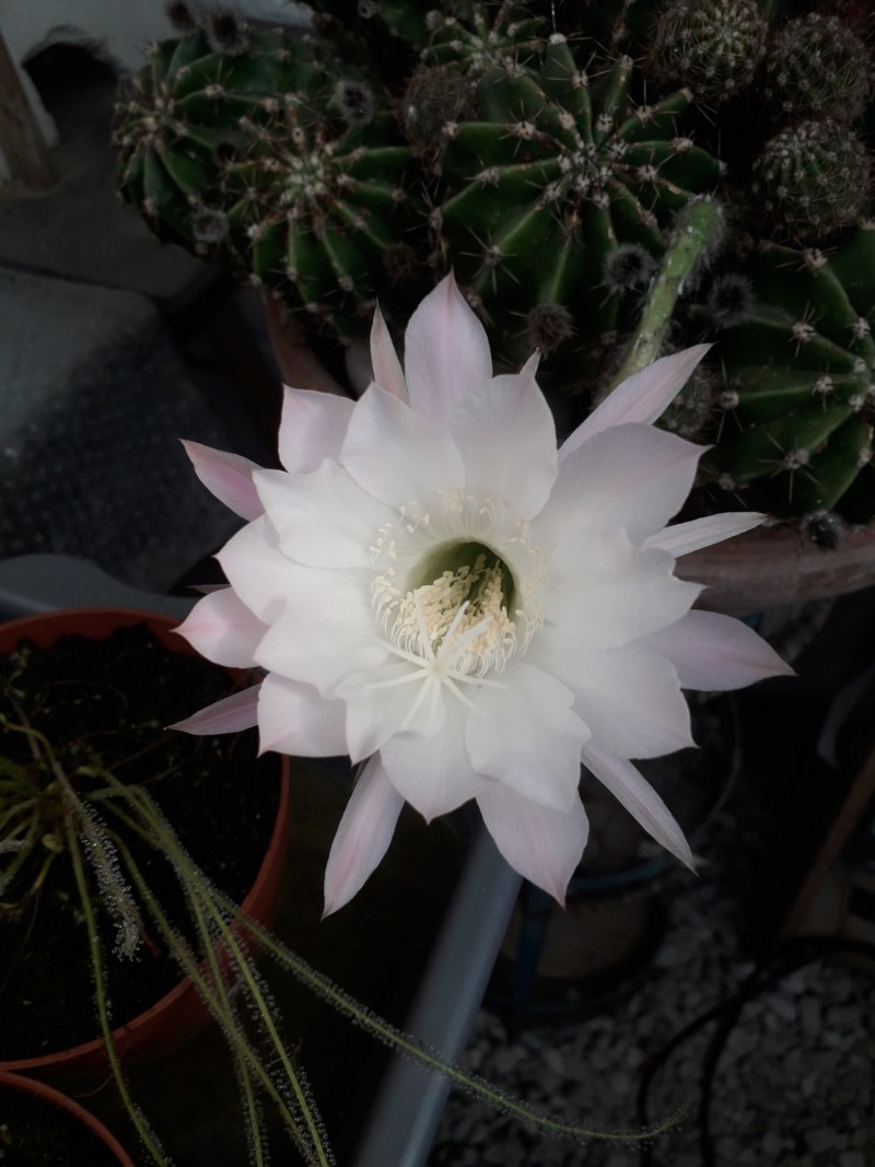 Fleur d'un echinopsis oxygona. 20180744