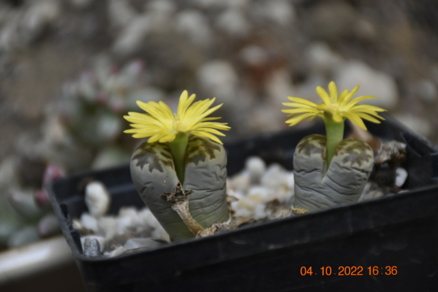 Lithops. Famille des Mesembryanthrlaceae _dsc0210