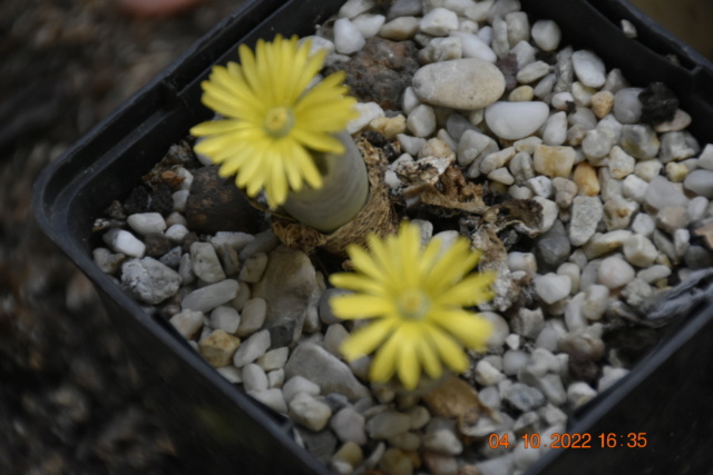 Lithops. Famille des Mesembryanthrlaceae _dsc0211