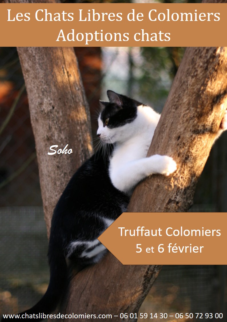 5 et 6 février - week-end adoptions - Truffaut  Affich23