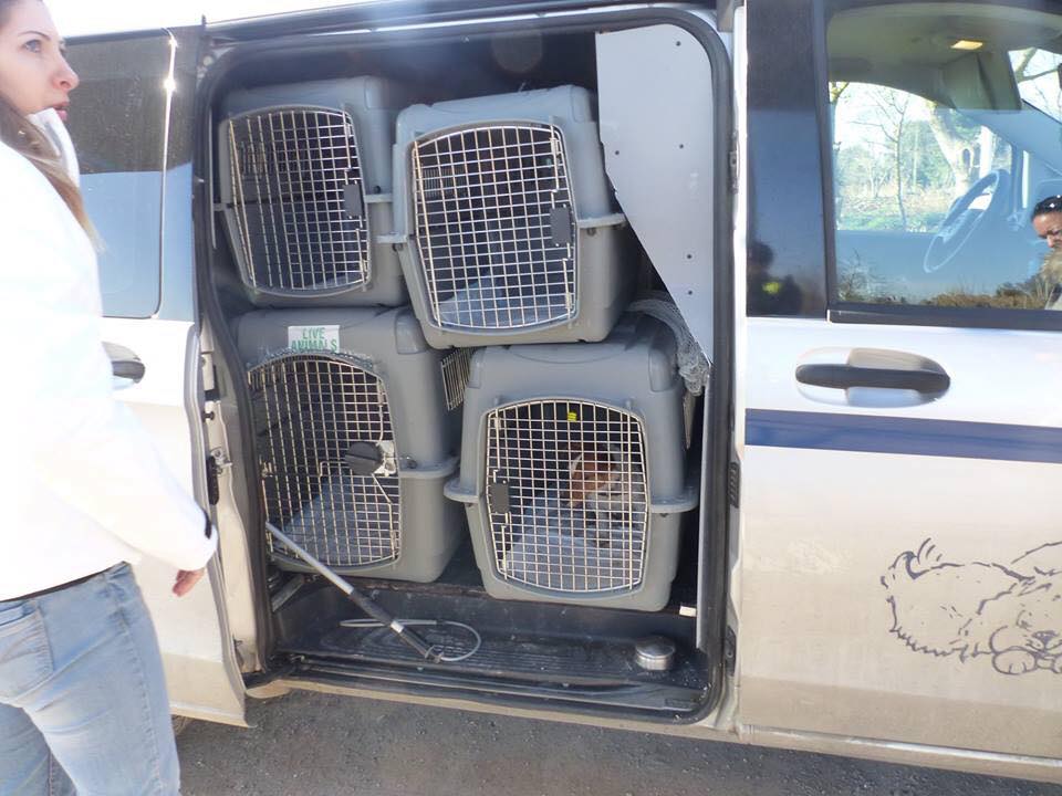 Agde, saisie de 14 chiens vivant dans une caravanne E10