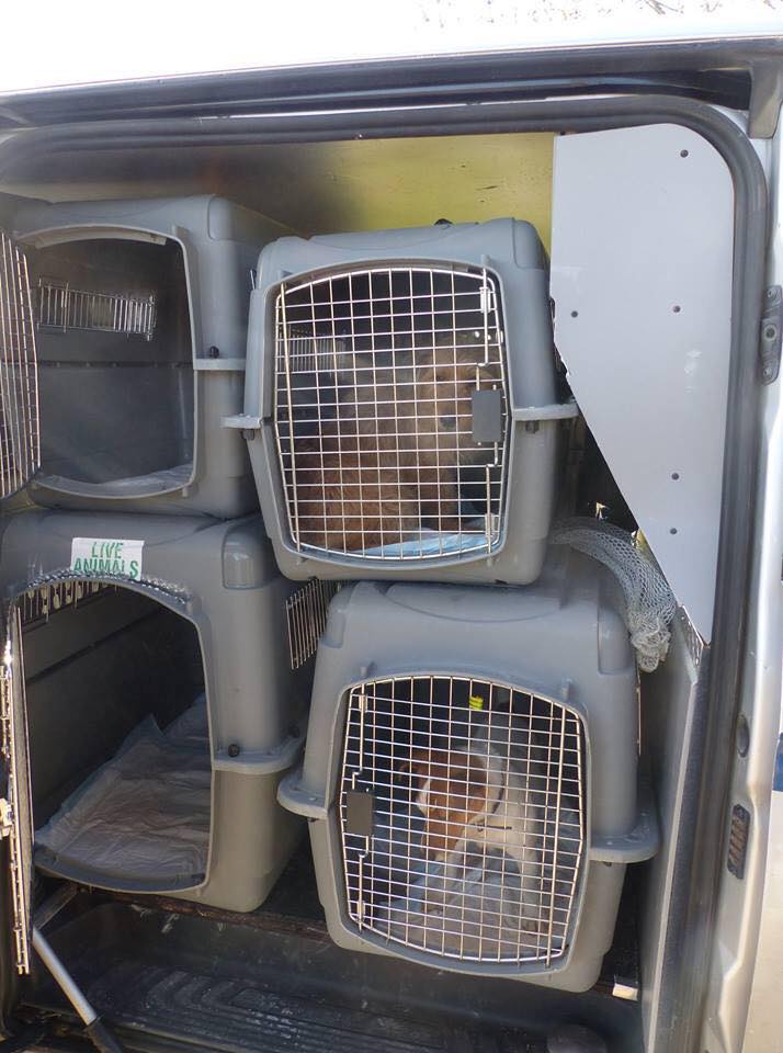 Agde, saisie de 14 chiens vivant dans une caravanne G10