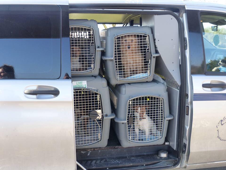 Agde, saisie de 14 chiens vivant dans une caravanne J10