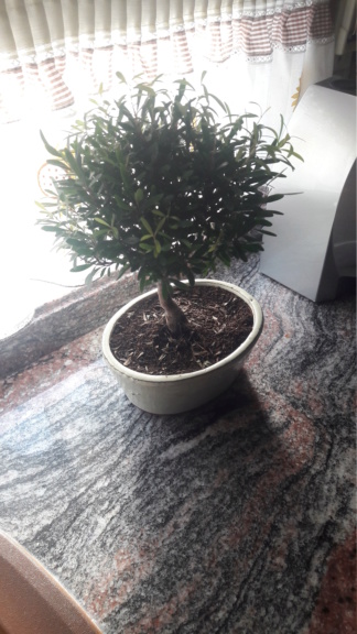 Primer bonsai 20190514