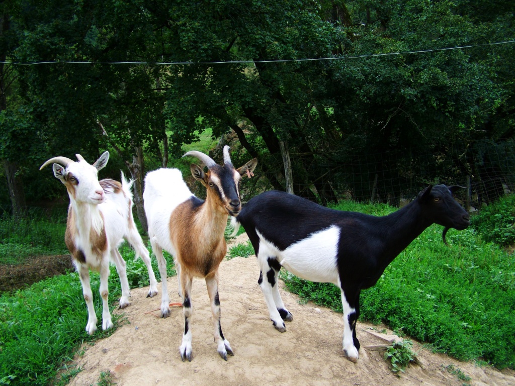 Каверзные вопросы на собеседовании Goats-10
