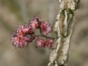 Erste Frühlingsboten im Garten und in Wald und Flur, Teil 2 - Seite 10 Korkle10