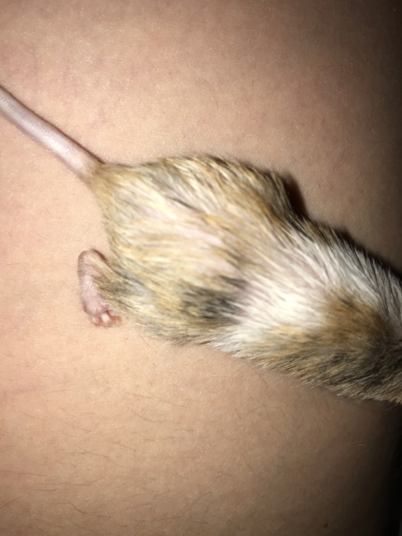 Could my mouse have mites?? 3cdbe710