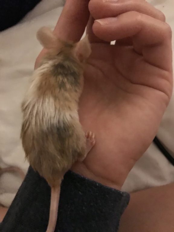 Could my mouse have mites?? 7e458010