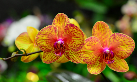   L'Orchidée de la nature aux couleurs... Aetb_512