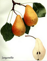 Le poirier et son fruit la Poire Branch10