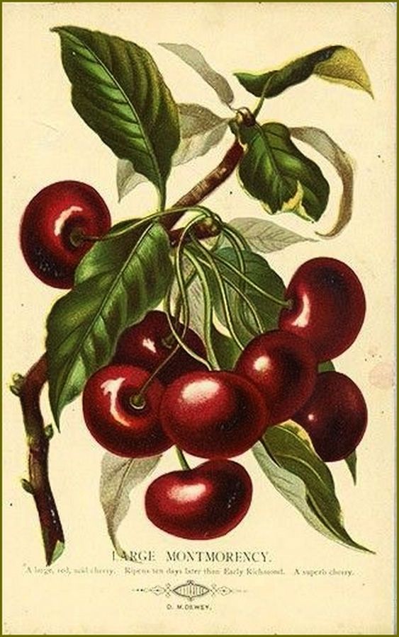 Peinture de Nature fruitiére... F836da10