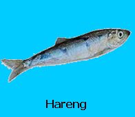 Nos poissons des fêtes de Décembre... Hareng10