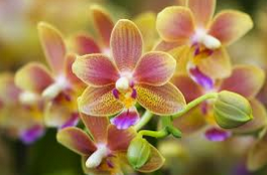   L'Orchidée de la nature aux couleurs... Orc_210