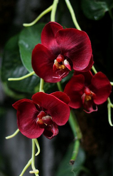   L'Orchidée de la nature aux couleurs... Orc_3910