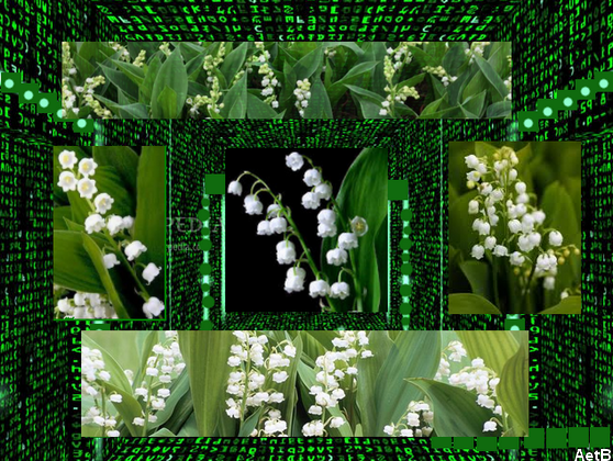  Le MUGUET de MAI ( servez-vous) Zocoss11