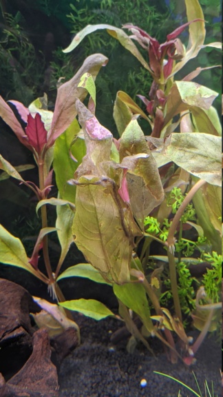 Trous dans mes plantes, pourrissement et CO2 inefficace Img_2016