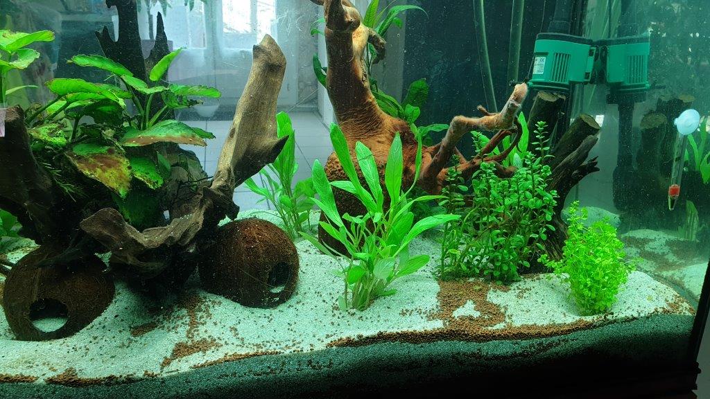 mon aquarium de 360 litres Aquari11