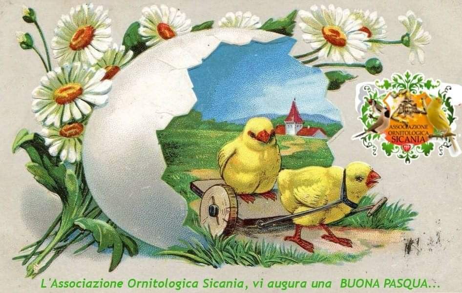 Auguri di buona Pasqua 2022 Fb_img10