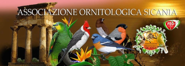 Forum ASSOCIAZIONE ORNITOLOGICA SICANIA