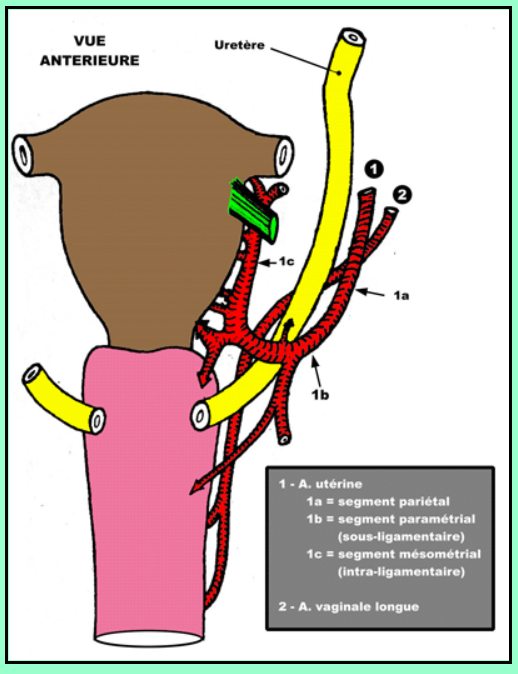 Vascularisation ovaire Artzor10