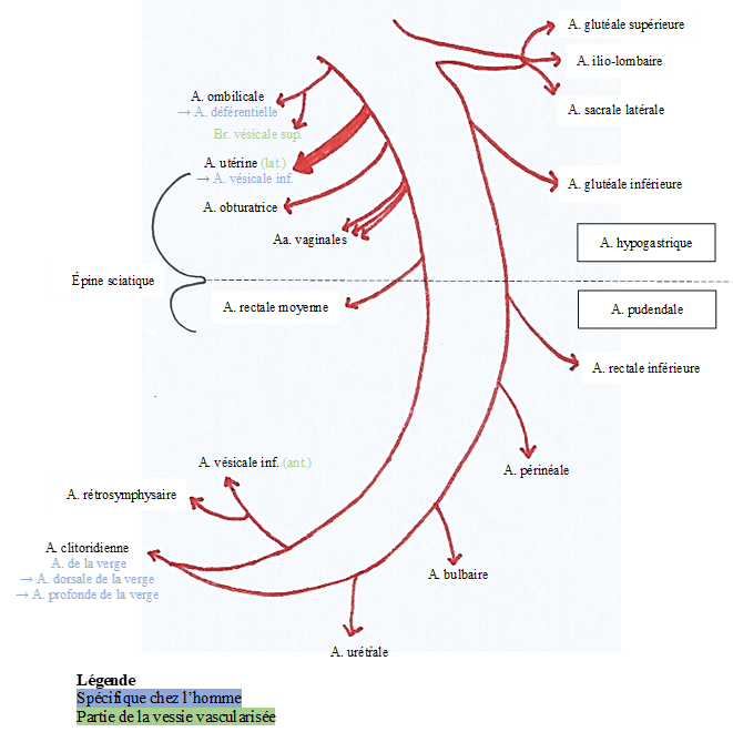 artère hypogastrique  Branch10