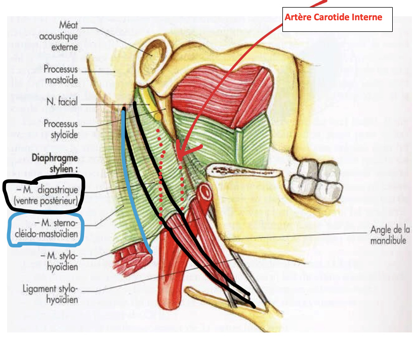 Portion cervicale de A. Carotide interne Captur10