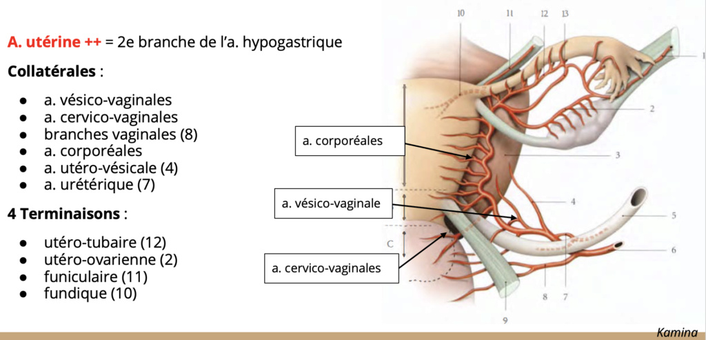 Artère utérine et lames portes vaisseaux : mésomètre, paramètre, ligament large Captur42