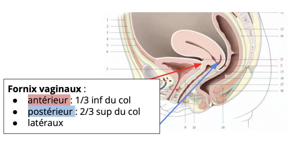 Organes génitaux féminins internes / externes, péritoine utérus fornix Captur46