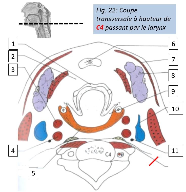 Coupe en C4 Coupe_10