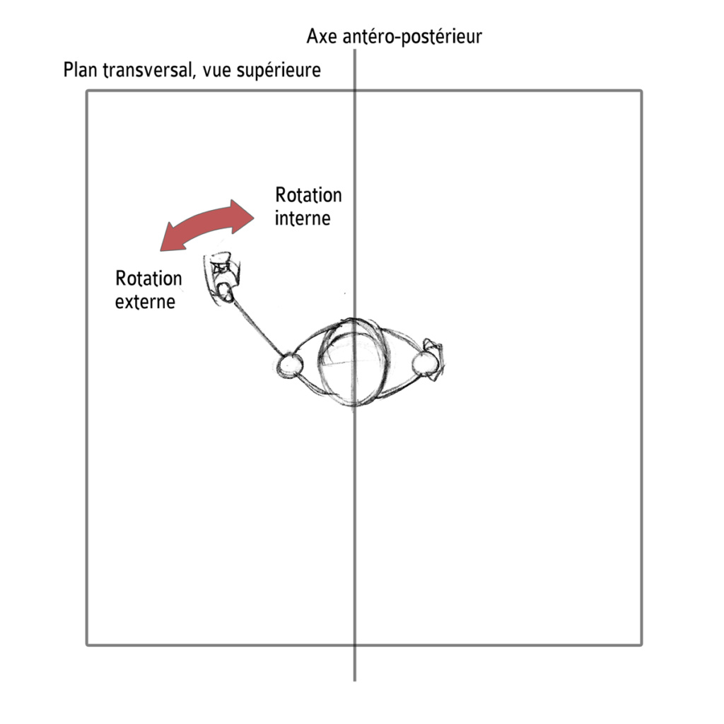 Par rapport à ... (généralité en anatomie) Rotati10