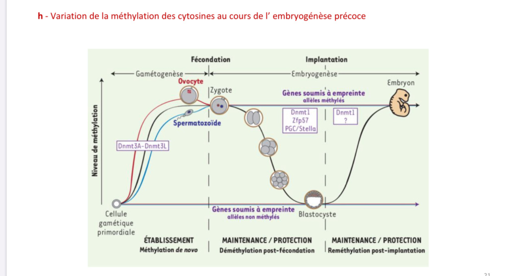 EpiG embryo Eb8c1210