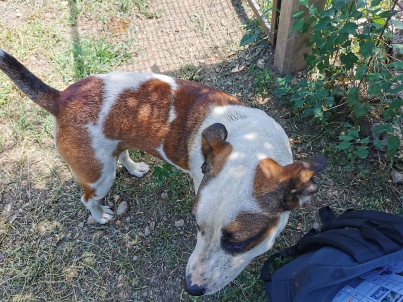 maya - MAYA, F-X Marron et Blanc - jeune -  24kg très gentille (BELLA) PRETE 24/04/2022 24077610