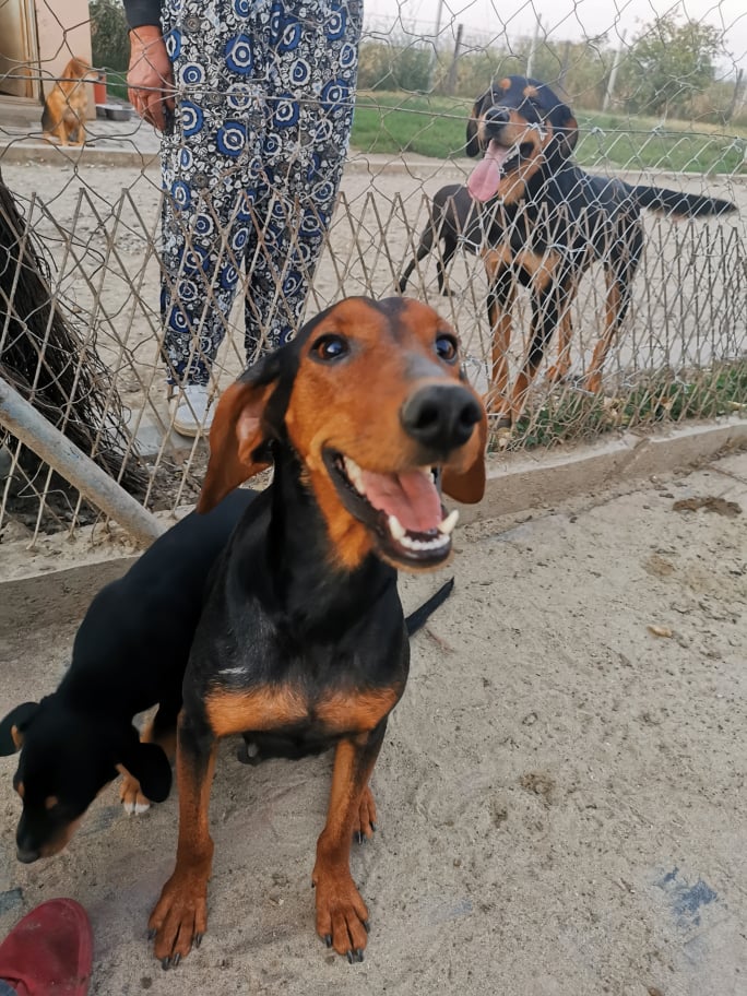 java - JAVA F-X - Junior - maman de 5 chiots - (BELLA) RES GALIA PRETE 16/06/2022 24126910