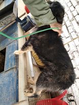 DJIDJI F-x griffon, 15kg-17 kg née en 2014- (BELLA) - 9 ans de refuge  PRETE - Page 2 27523210