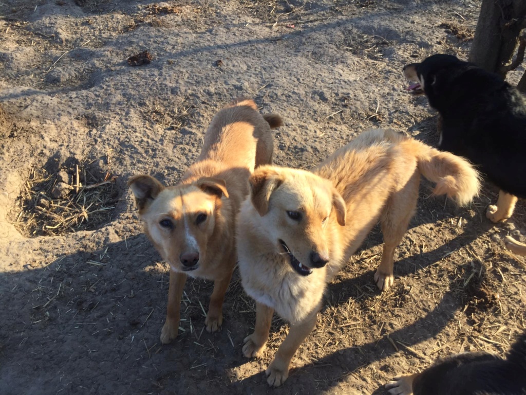 IOKO, M-X, né 06/2020 (BELLA)-Fratrie trouvée près des rails d'un train- PRET A RENTRER 03/2021 27563610