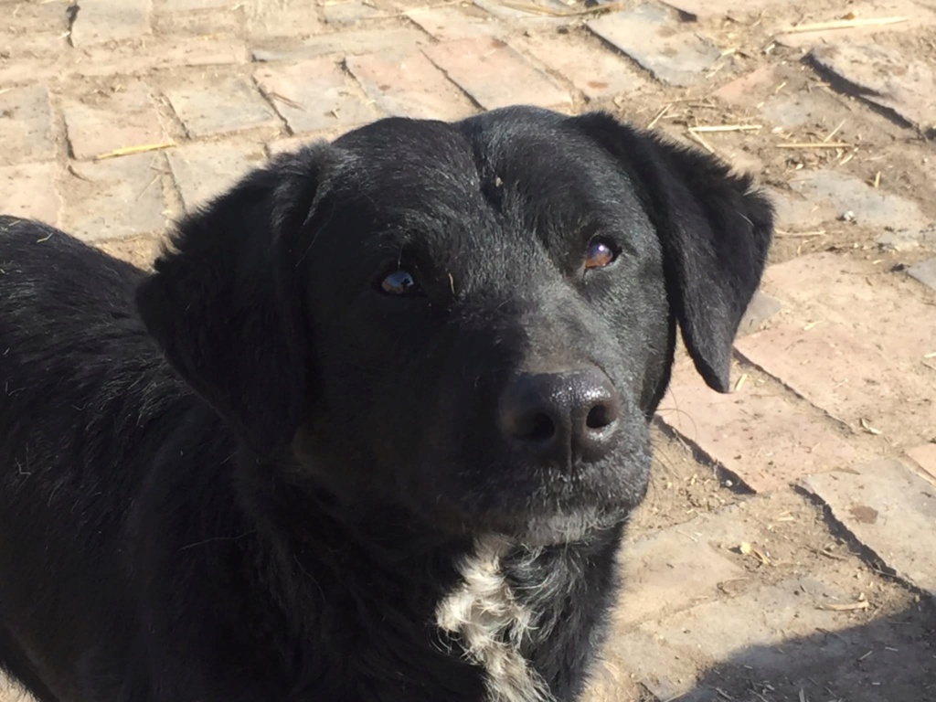 GARI - male labrador noir - Né mars 2021 (Serbie) en Serbie