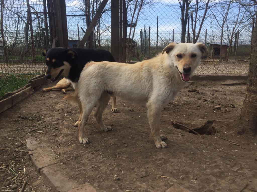 ollie - OLLIE, M-X, né 06/2020 (BELLA) Fratrie trouvée près des rails d'un train - PRET A RENTRER 03/2021 28326510