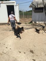 SERBIE - INFOS + CHIENS PRETS A RENTRER - Etat au 16 SEPTEMRE 2023 - Page 2 28520310