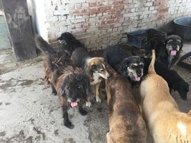 SERBIE - INFOS + CHIENS PRETS A RENTRER - Etat au 16 SEPTEMRE 2023 - Page 2 28537010