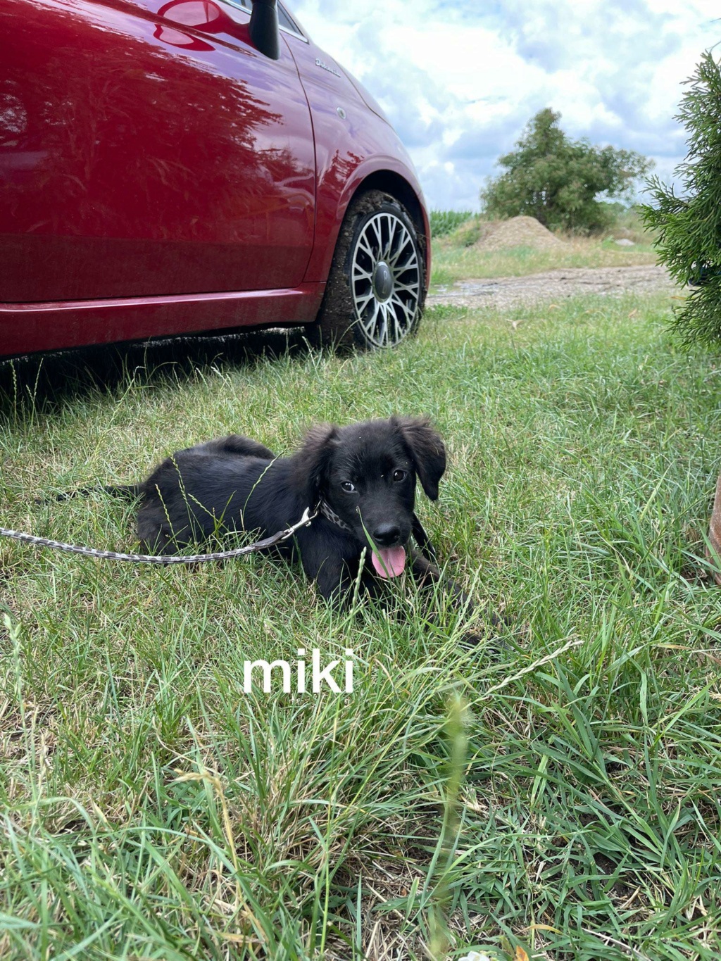 MIKI, CHIOT M-X labrador noir, né env avril 2022 (Bella) 29002110