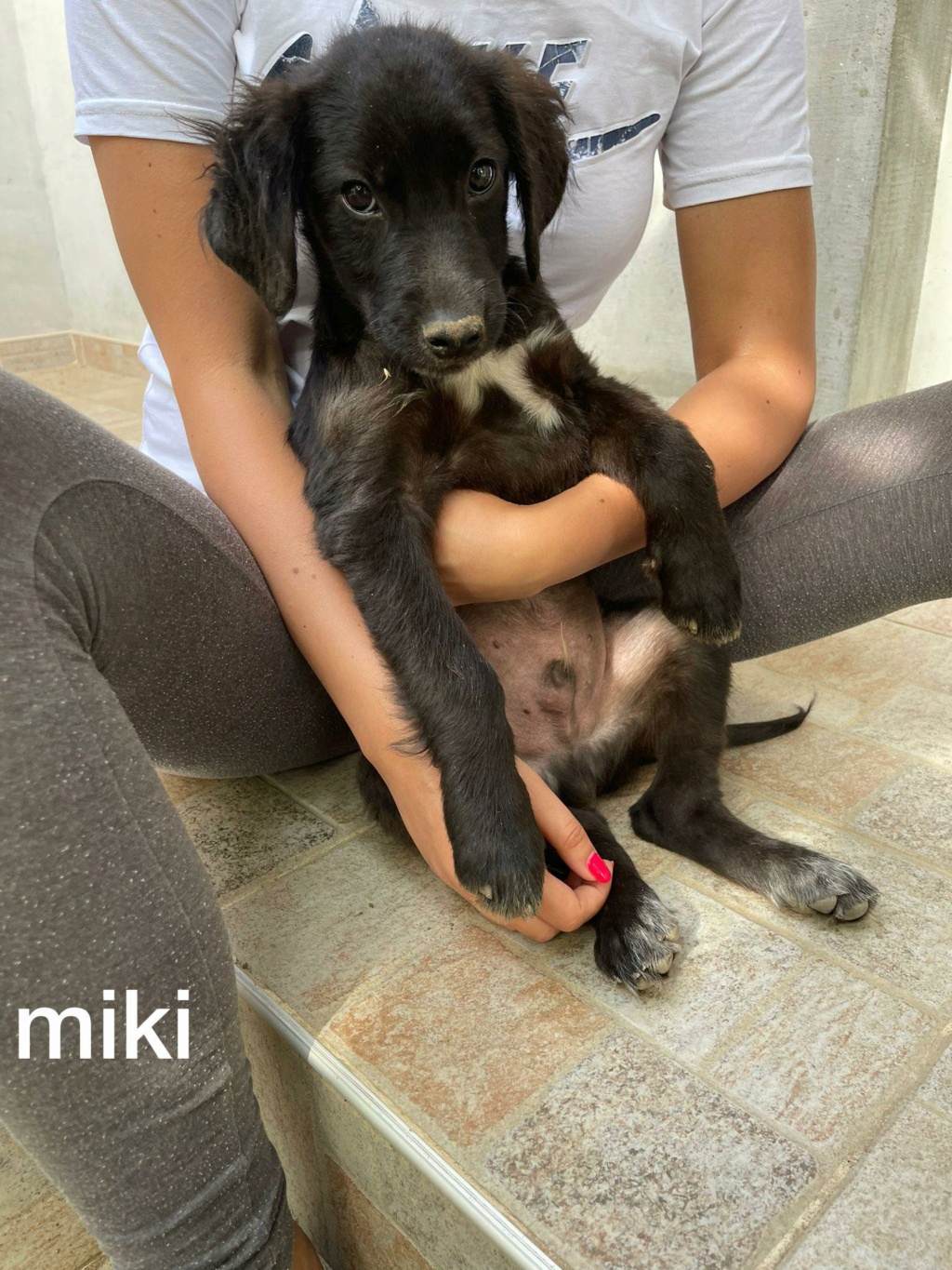MIKI, CHIOT M-X labrador noir, né env avril 2022 (Bella) 29009610