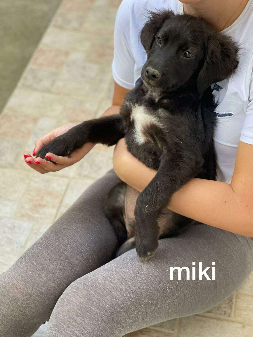 MIKI - MIKI, CHIOT M-X labrador noir, né env avril 2022 (Bella) 29009611
