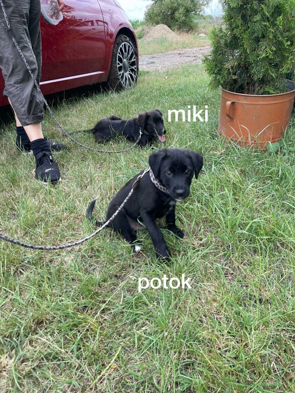 potok - POTOK, junior M-X labrador noir, né env avril 2022 (Bella) 29037211