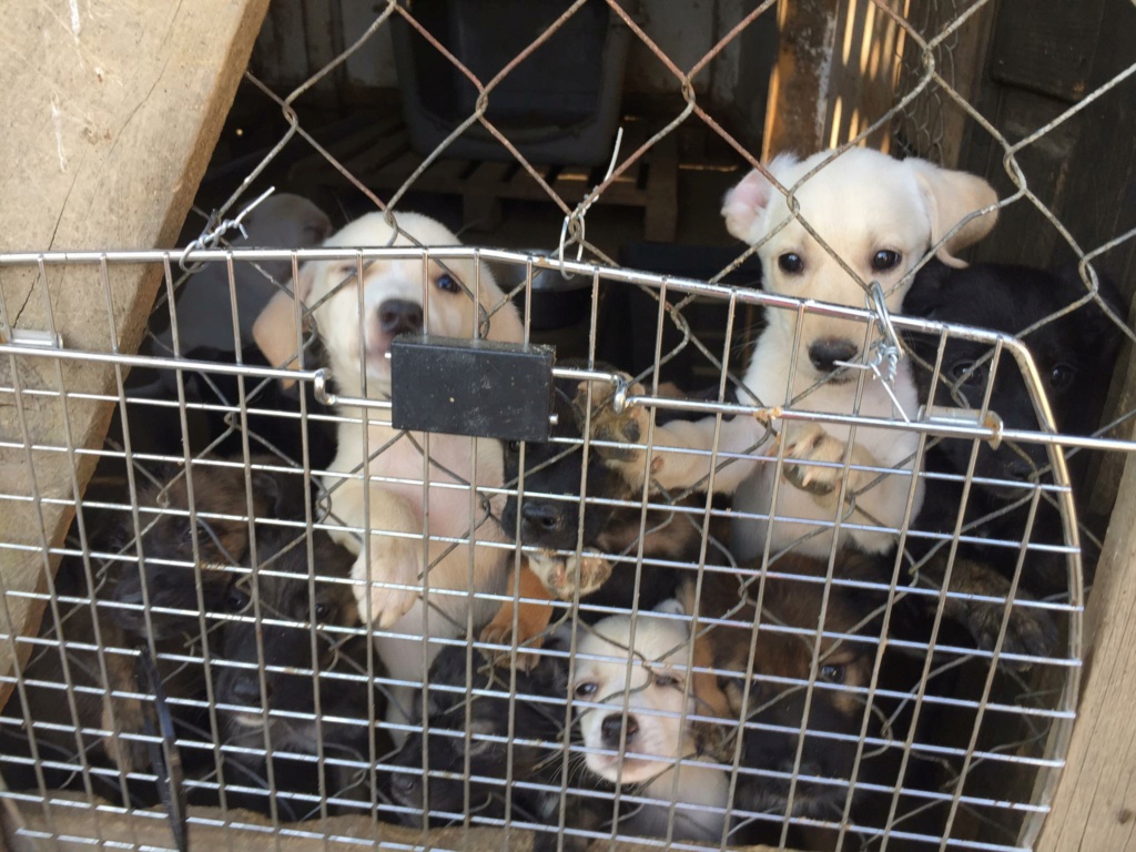 SERBIE - INFOS + CHIENS PRETS A RENTRER - Etat au 16 SEPTEMRE 2023 - Page 2 29411710