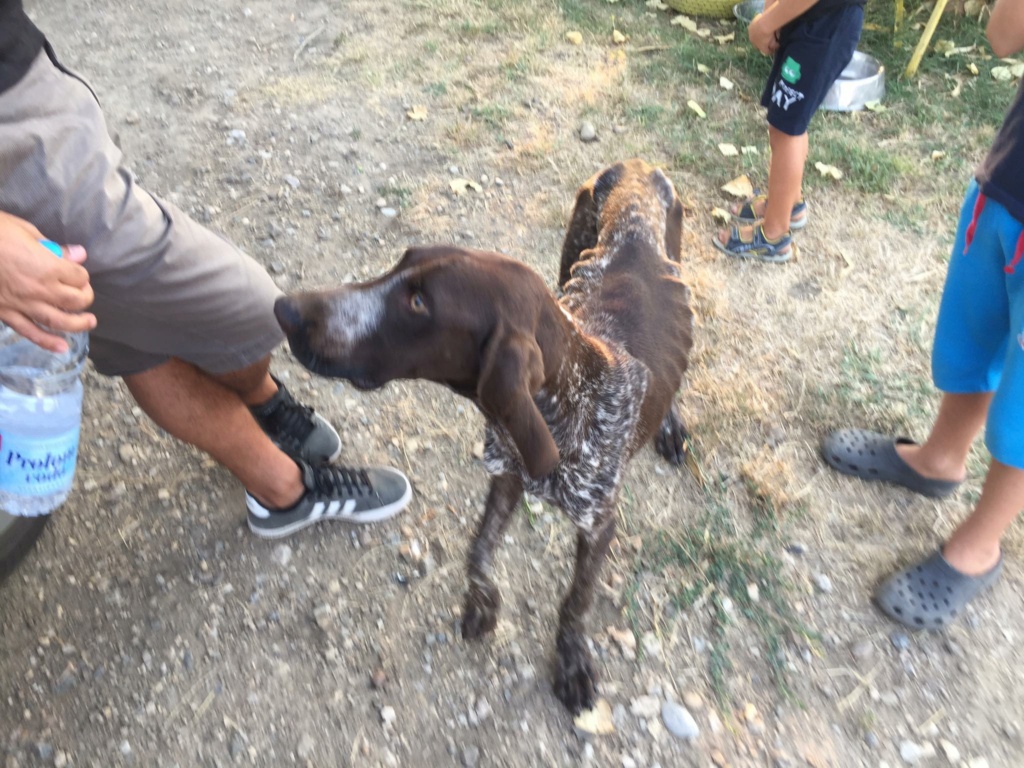 CHIENS A L ADOPTION    - SERBIE   - REFUGE DE BELLA - Etat au 18  04 2024 - Page 2 29412410