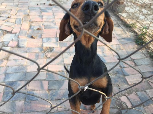 java - JAVA F-X - Junior - maman de 5 chiots - (BELLA) RES GALIA PRETE 16/06/2022 29512010