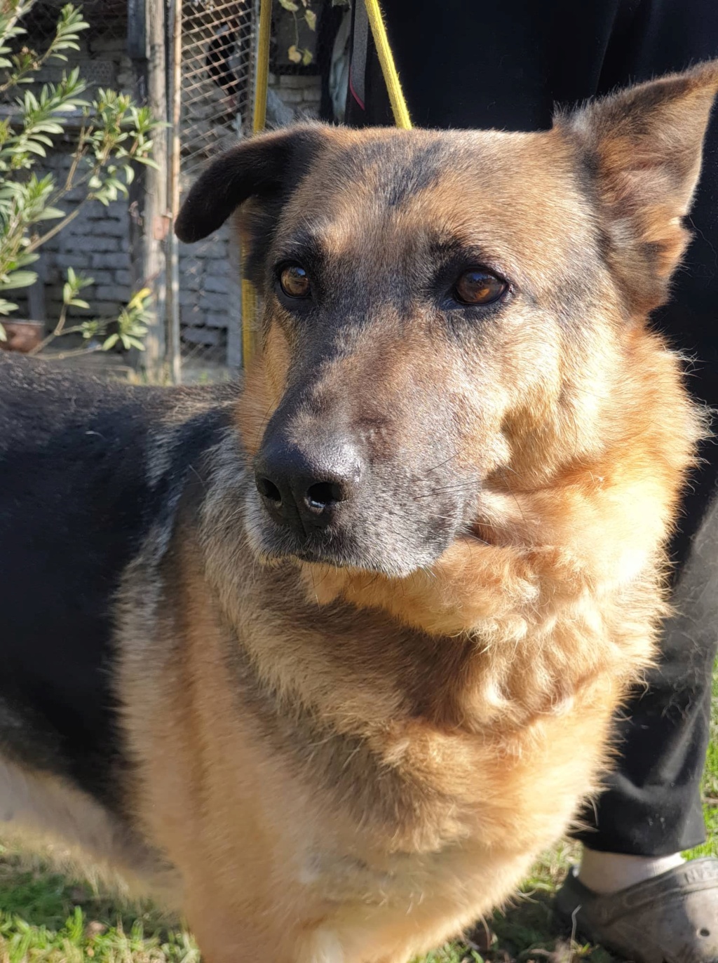 SALLY, F-X Berger allemand- sénior, née 2014 PRETE A VOYAGER (pension Serbie Tanja) - Très gentille  31378410