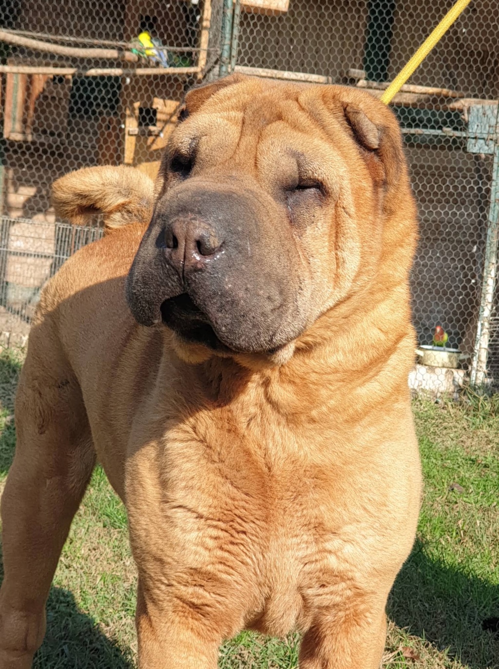 HERO - M-Shar pei (pension Serbie) 31439811